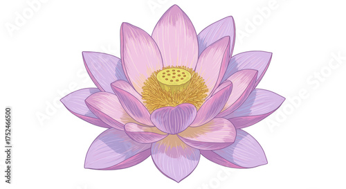 Close-up of a beautiful pink lotus flower with a yellow center on a white background, artistic illustration
