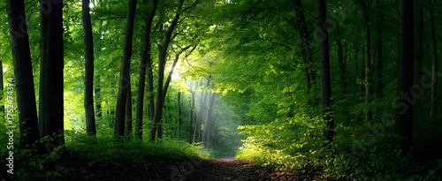 Natural archway shaped by branches in the forest