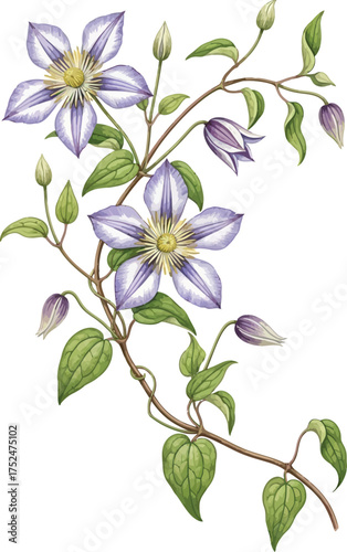 Watercolor Clematis Flower Vine Botanical Illustration