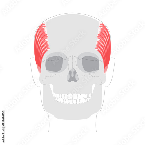 Temporalis - Human jaw muscle displayed in detailed anatomy chart, controls elevation and retraction of the mandible, important for masticatory function and clinical reference