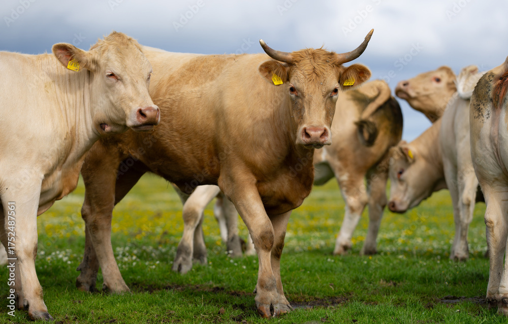 custom made wallpaper toronto digitalCow grazing in a green pasture. Cow in the meadow. Livestock grazing in the green field. Farm life with cattle and calves. Cow in a rural landscape. Ranch with grazing bovine. Dairy cow.