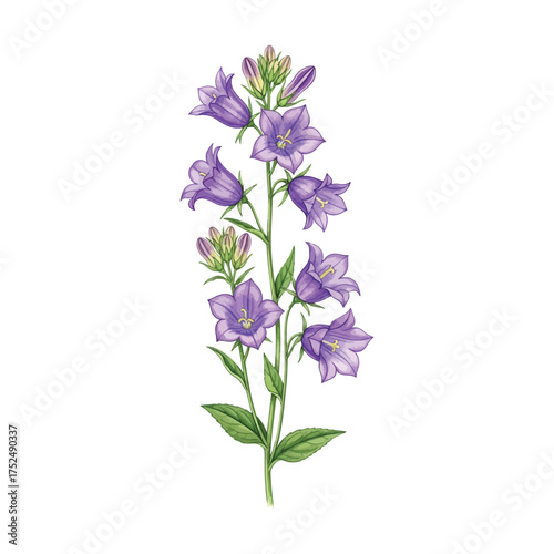 Watercolor Bellflower Botanical Illustration - Purple Campanula

