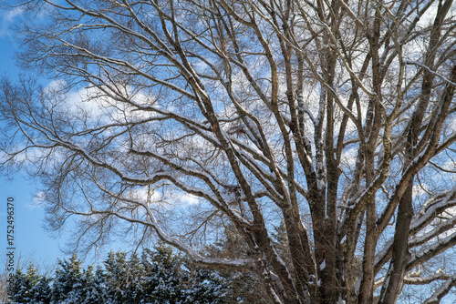 Winter Oak 