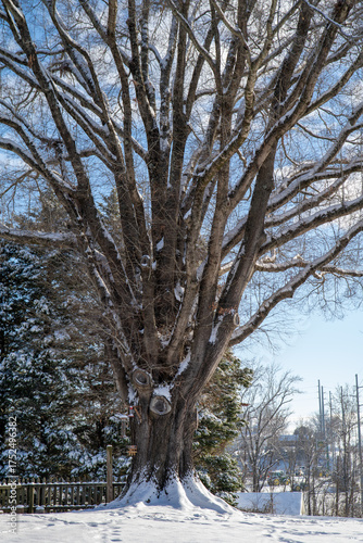 Bare Tree