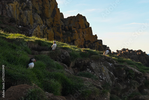 puffins, iceland