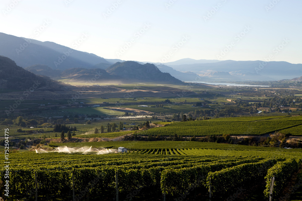 Fototapeta premium Scenic vineyard landscape in Okanagan Valley, British Columbia