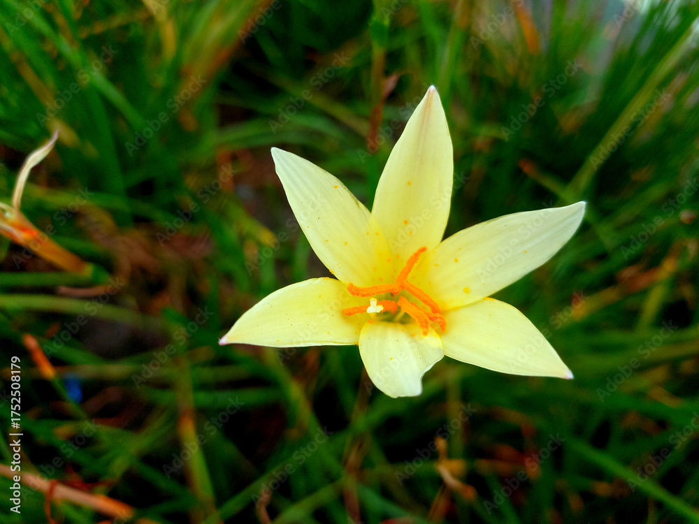 Obraz premium Close-up of a pale yellow rain lily with bright orange stamen against dark green grass
