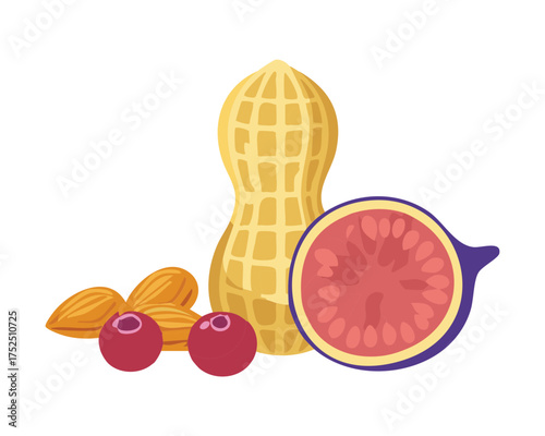 A sliced fig fruit with cranberries rests beside a peanut in its shell, showcasing a mix of wholesome, nutritious foods - Vector Illustration