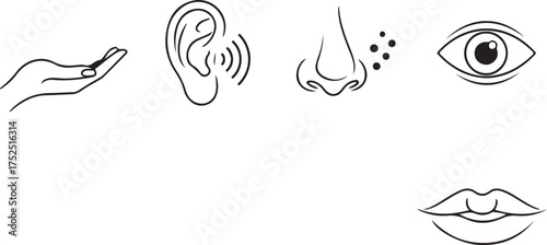 Minimalist Line Art Icons of Human Five Senses on White Background