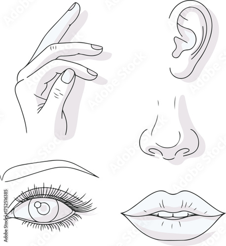Outline Drawing of Human Sensory Organs and Body Parts Vector