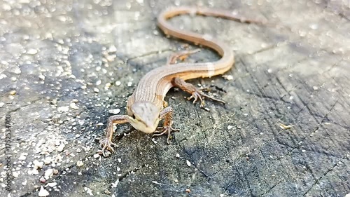 자연 속 도마뱀의 모습6 Lizard in natural habitat   