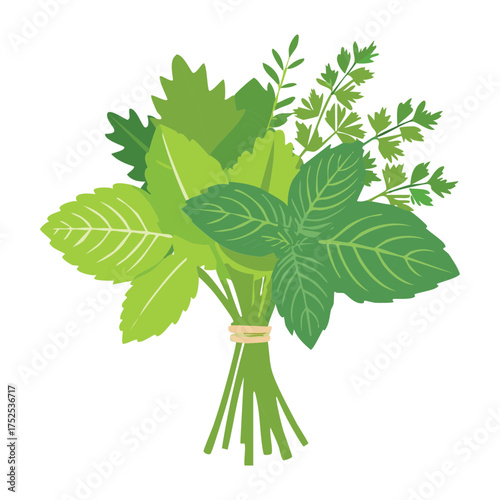 Lush, aromatic bunch of fresh green mint leaves, tied at the stem, a versatile herb for teas, cocktails, and sweet and savory recipes - Vector Illustration