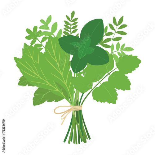 Simple, fresh bunch of curly parsley leaves tied with a string, a classic culinary herb used for flavor and as a beautiful green food garnish - Vector Illustration