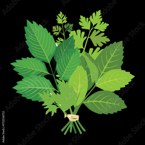 Freshly gathered bunch of green flat-leaf parsley and other cooking herbs, tied with twine, essential for seasoning and garnishing various cuisines - Vector Illustration