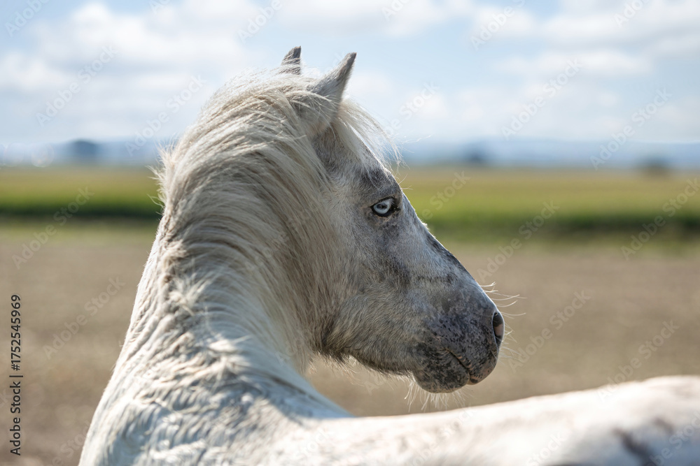 Fototapeta premium White Shetland Pony standing on a summer meadow with wildflowers under blue sky