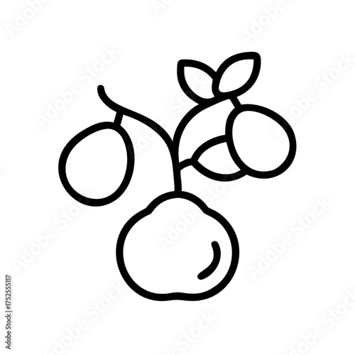 Illustration of a plant with fruits