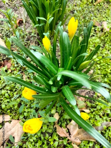 Wallpaper Mural a bush of yellow crocuses in close-up. flowerbed Torontodigital.ca