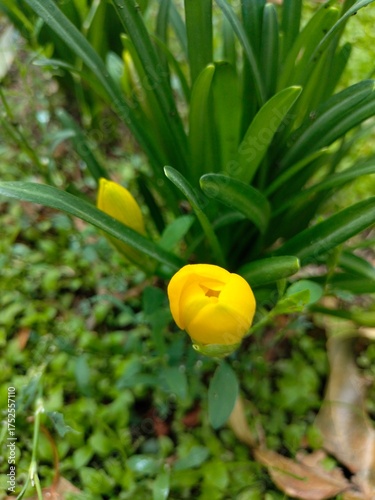 Wallpaper Mural A yellow crocus bush blooms, close-up. the plant grows in a flower bed Torontodigital.ca