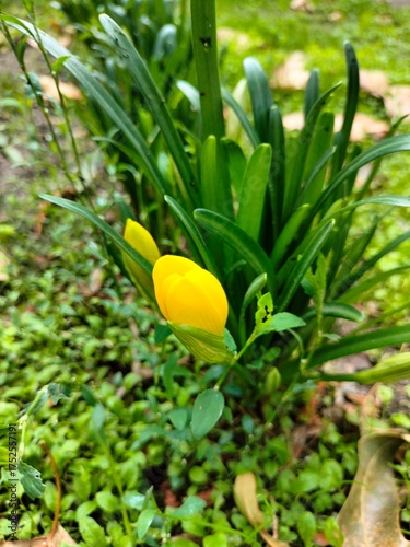 Wallpaper Mural A yellow crocus bush blooms, close-up. the plant grows in a flower bed Torontodigital.ca