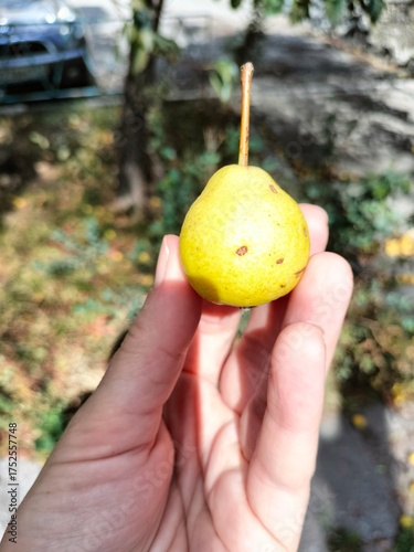 Wallpaper Mural A close-up of a pear in his hand. autumn landscape. street Torontodigital.ca