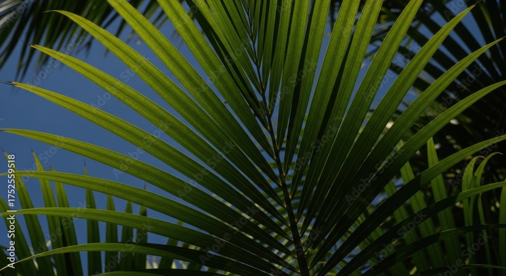 Obraz premium Vibrant Green Palm Fronds Reaching Towards a Clear Blue Sky on a Bright Sunny Day Detailed Tropical Nature Foliage