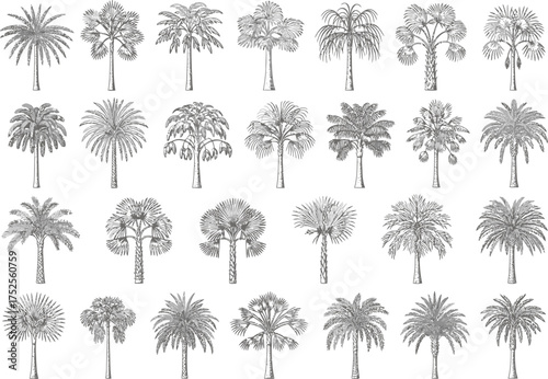 Collection of detailed black and white line drawings of various palm tree species and styles for botanical illustration