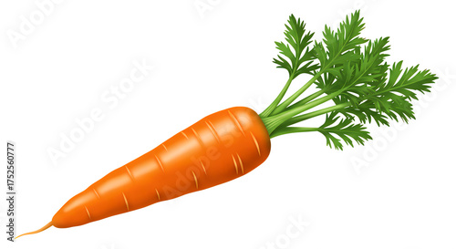 carrots elegant image on white background