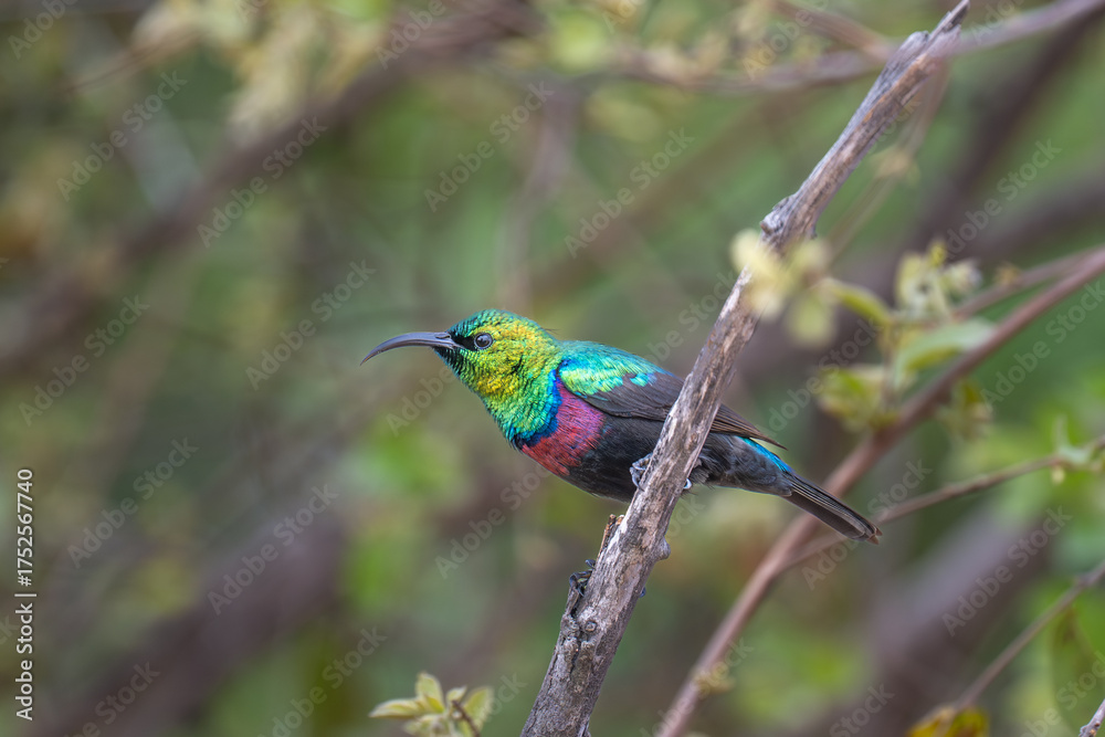 Fototapeta premium Marico Sun-bird
