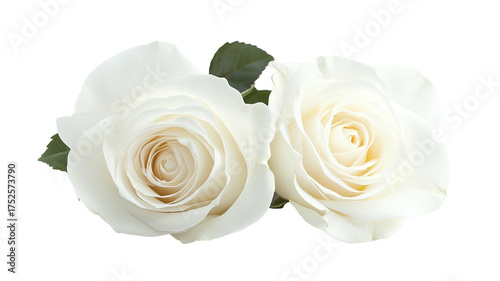 Two elegant white roses against a stark black backdrop