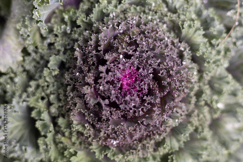 Purple decorative cabbage