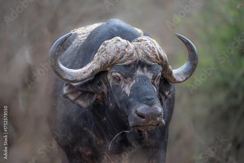Cape Buffalo Bull