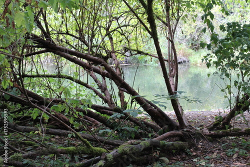 A tree grows many branches from its low trunk