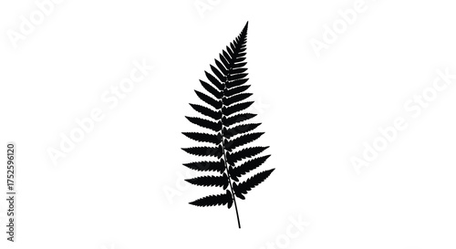 Detailed black silhouette of a fern frond symbolizing nature growth and organic beauty isolated on white silhouette