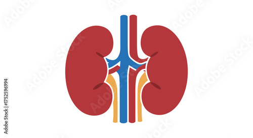 Human kidney anatomy medical illustration showing renal arteries veins and ureters health care science concept silhouette