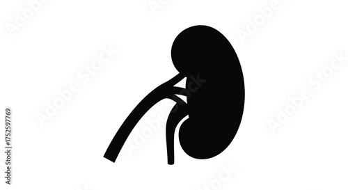 Medical silhouette of a human kidney with renal artery and vein isolated on white silhouette