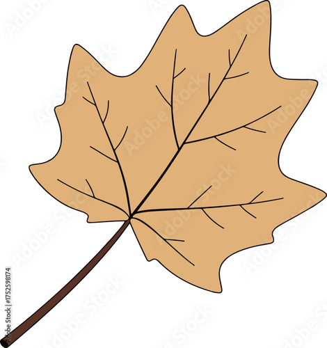 Autumn Leaf Illustration