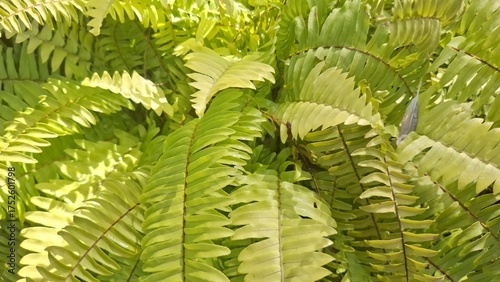 Vibrant Green Fern Leaves Texture in Natural Tropical Garden Environment