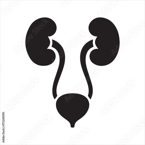 Urinary system vector icon