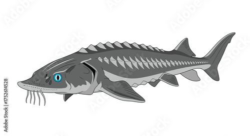 The ancient and fascinating sturgeon fish with its bony scutes and barbels.
