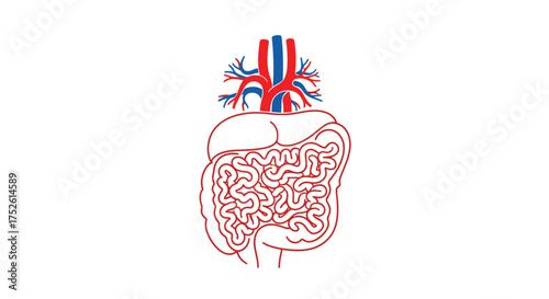 Understanding the interconnectedness of the cardiovascular and digestive systems in human health.