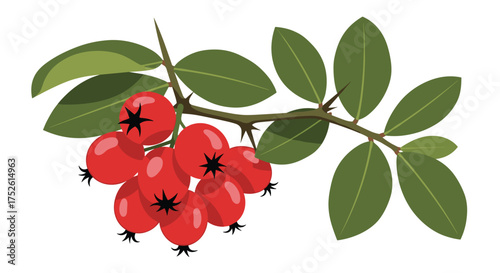 A close up view of bright red rose hips on a thorny branch with green leaves.