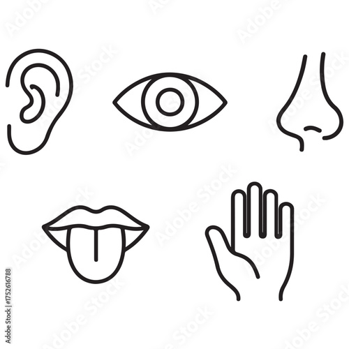 Five human senses vector illustration