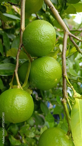 Zesty Lime Branch: A close-up view of fresh, vibrant green limes, hanging from a branch, showcasing nature's refreshing offering and inviting culinary possibilities.