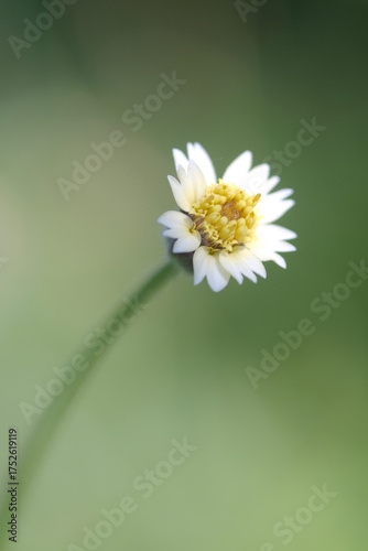 A close-up view of a small, delicate white and yellow wild daisy-like flower on a blurred green background.