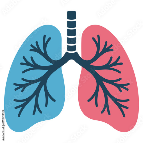 An anatomical illustration of the human lungs. The lungs are depicted with different colors. 