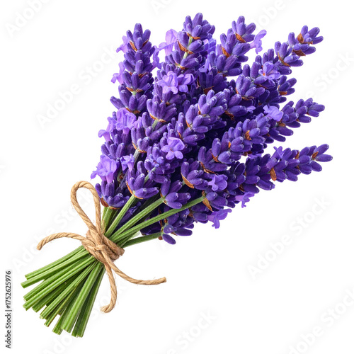 A bunch of fresh purple lavender flowers tied with twine.