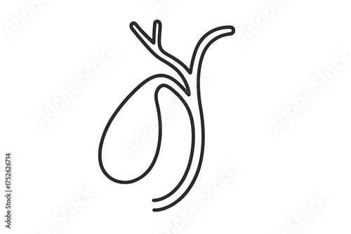 Gallbladder line icon, human internal organ. Vector for medical, health, anatomy concepts. Biliary system, digestion, bile duct symbol. Simple outline drawing for hepatology.