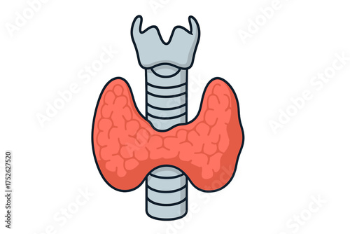 Thyroid gland and trachea anatomy vector icon. Human endocrine system organ. Medical illustration for endocrinology, hormone production, and health care concept. Cartoon style.
