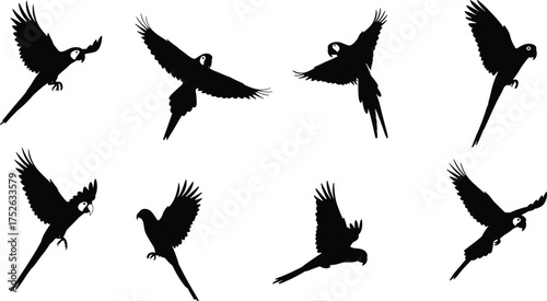 Flying parrot silhouette collection on white background, tropical macaw bird vector illustration, exotic wildlife design elements for nature art