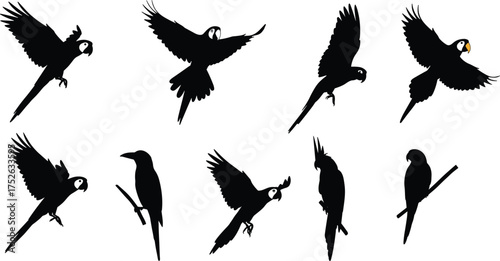 Flying parrot silhouettes vector collection on white background, tropical bird illustration set, exotic macaw cockatoo wildlife design elements